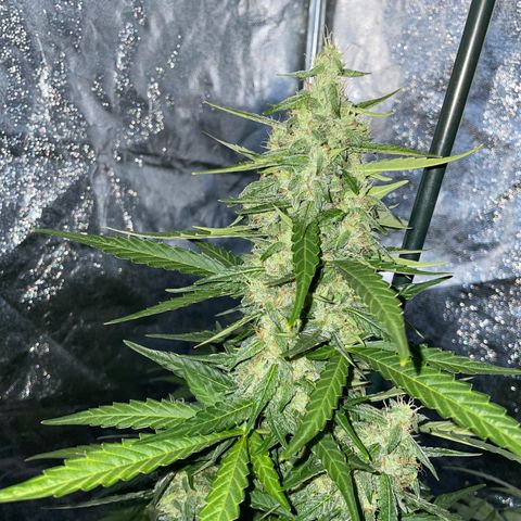 Jack 47 Auto #1 growlog timeline photo