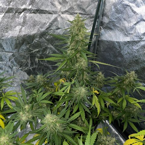 Jack 47 Auto #1 growlog timeline photo