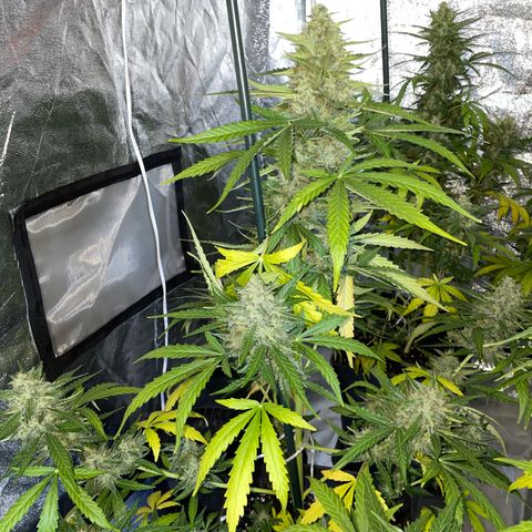 Jack 47 Auto #1 growlog timeline photo