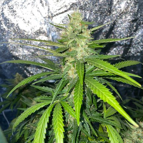 Jack 47 Auto #1 growlog timeline photo