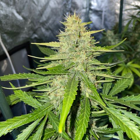 Jack 47 Auto #1 growlog timeline photo