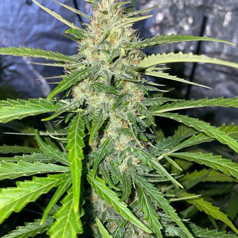 Jack 47 Auto #1 growlog timeline photo