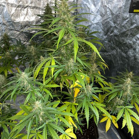 Jack 47 Auto #1 growlog timeline photo