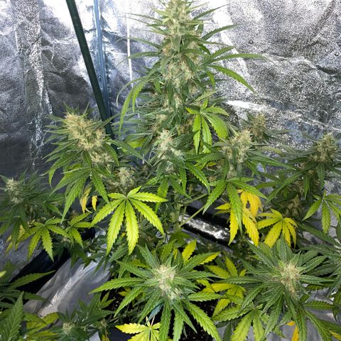 Jack 47 Auto #1 growlog timeline photo