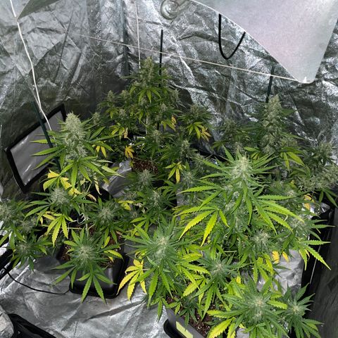 Jack 47 Auto #1 growlog timeline photo