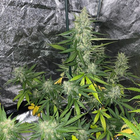 Jack 47 Auto #1 growlog timeline photo