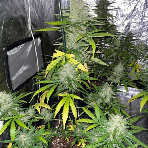 Jack 47 Auto #1 growlog timeline photo