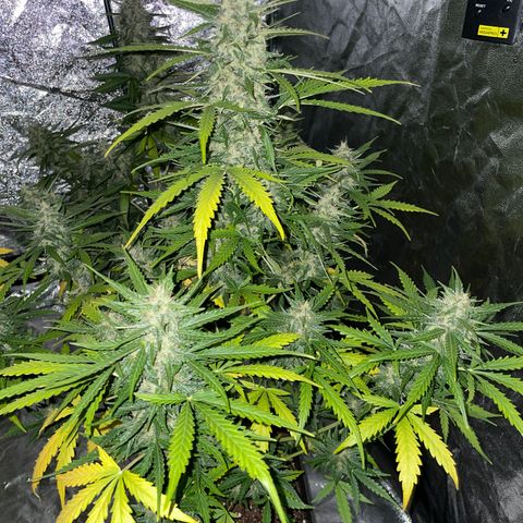 Jack 47 Auto #1 growlog timeline photo