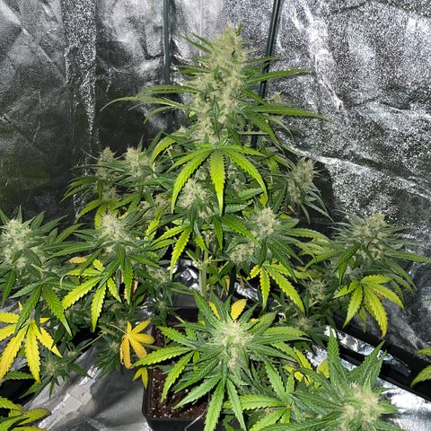 Jack 47 Auto #1 growlog timeline photo