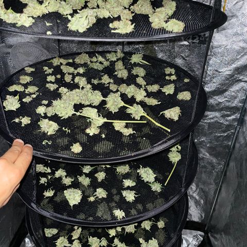 Jack 47 Auto #1 growlog timeline photo