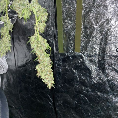 Jack 47 Auto #1 growlog timeline photo