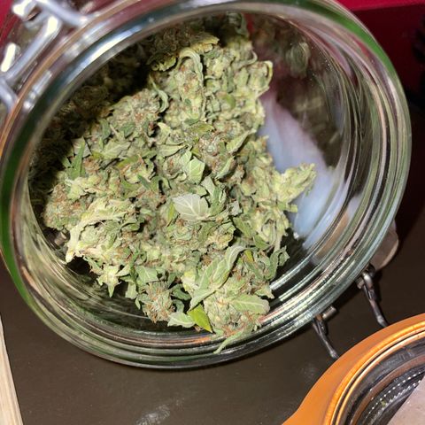 Jack 47 Auto #1 growlog timeline photo