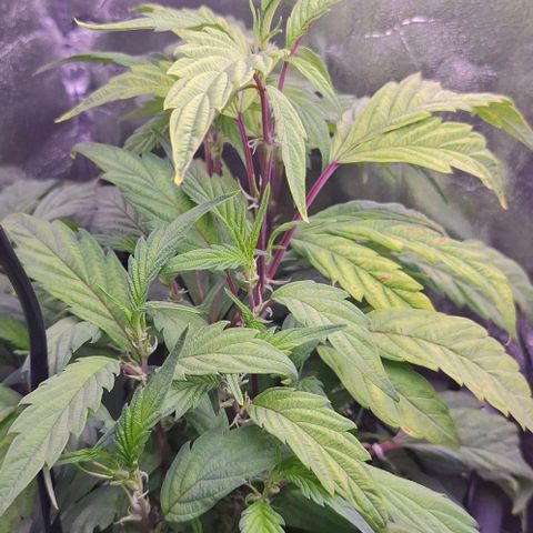 Gelato 45 growlog timeline photo