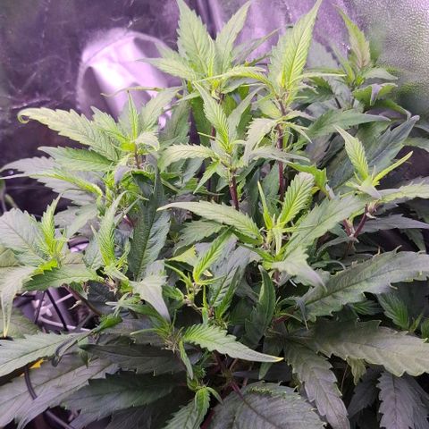 Gelato 45 growlog timeline photo