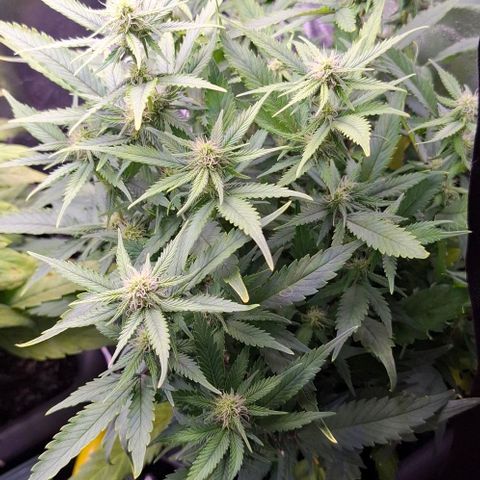 Gelato 45 growlog timeline photo