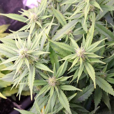 Gelato 45 growlog timeline photo