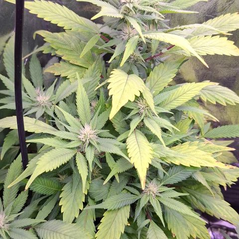 Blueberry growlog timeline photo