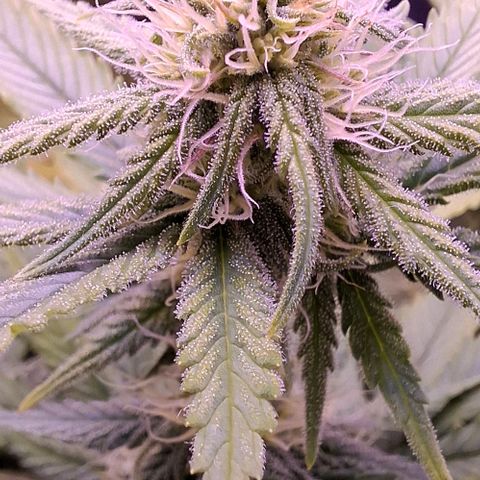 Gelato 45 growlog timeline photo