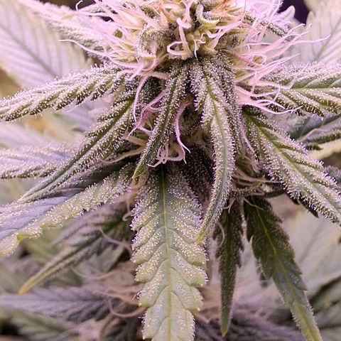 Gelato 45 growlog timeline photo