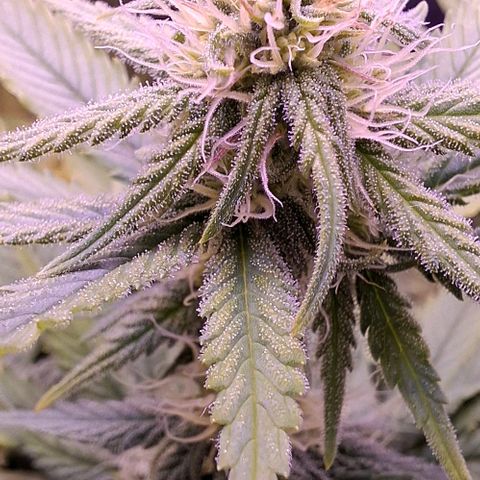 Gelato 45 growlog timeline photo