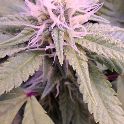 Blueberry growlog timeline photo