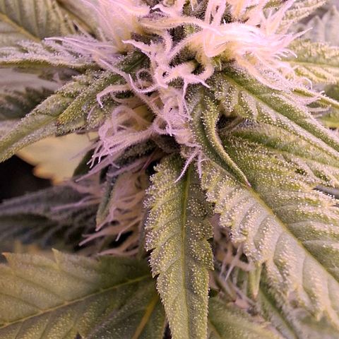 Blueberry growlog timeline photo