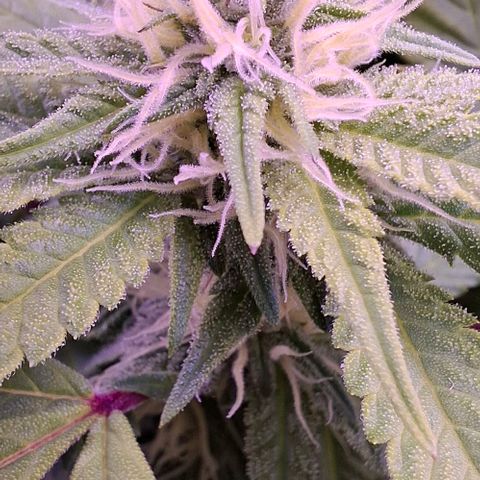 Blueberry growlog timeline photo