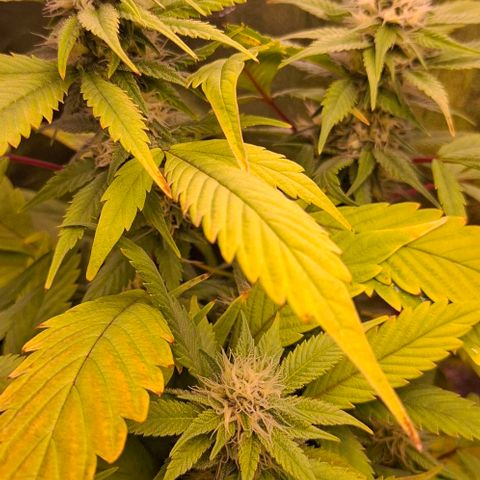Blueberry growlog timeline photo