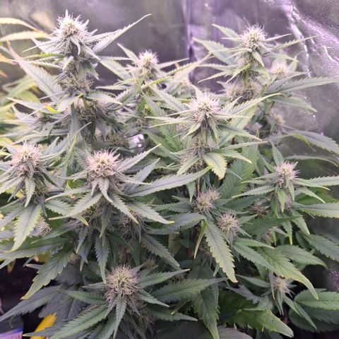 Gelato 45 growlog timeline photo