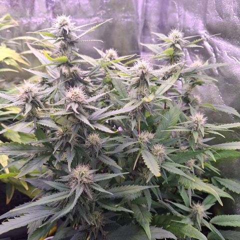 Gelato 45 growlog timeline photo