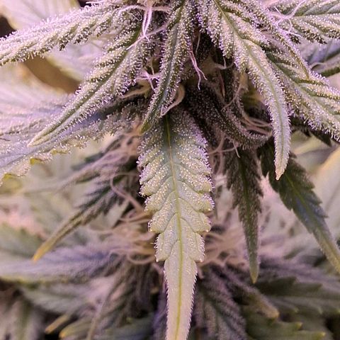 Gelato 45 growlog timeline photo