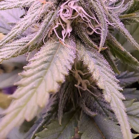 Gelato 45 growlog timeline photo