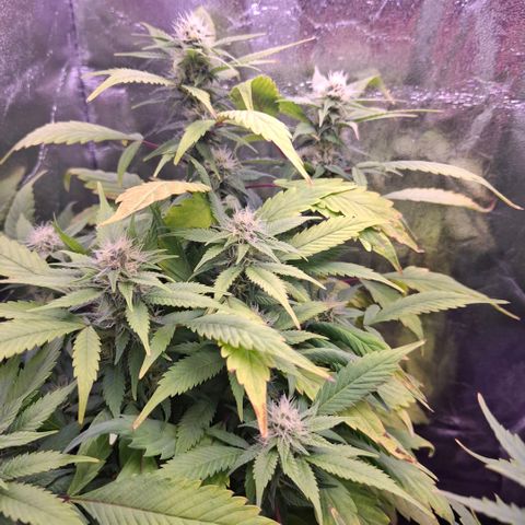 Blueberry growlog timeline photo