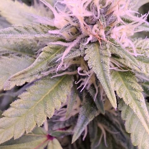 Blueberry growlog timeline photo