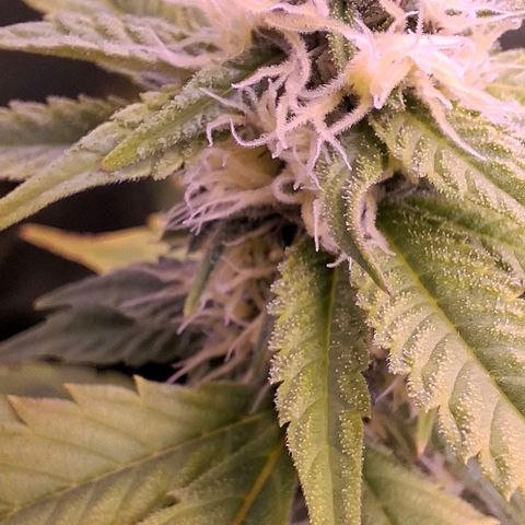 Blueberry growlog timeline photo