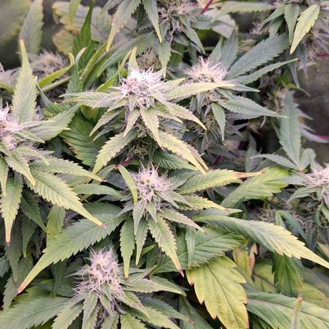 Blueberry growlog photo: Viele schöne Blüten