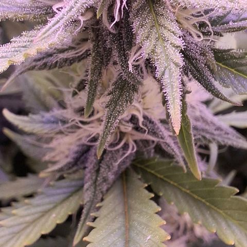 Gelato 45 growlog timeline photo