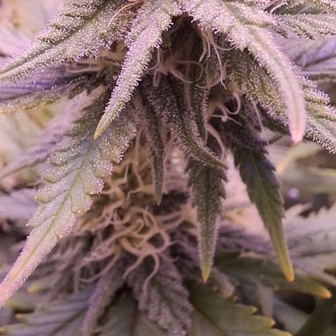 Gelato 45 growlog timeline photo
