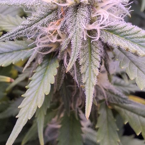 Gelato 45 growlog timeline photo