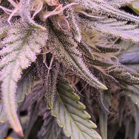 Gelato 45 growlog timeline photo