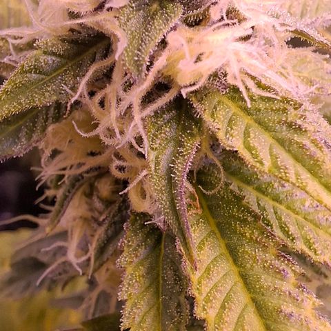 Blueberry growlog timeline photo