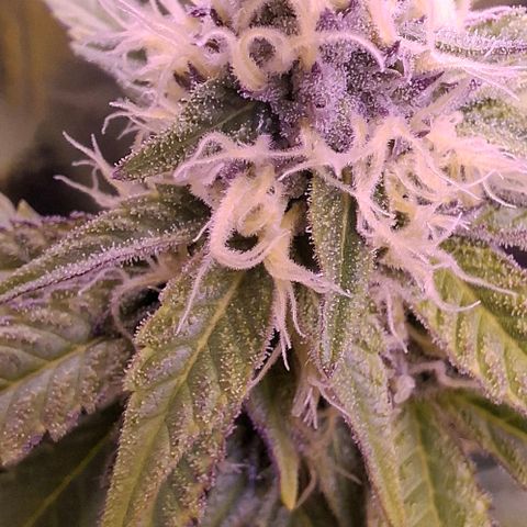 Blueberry growlog timeline photo