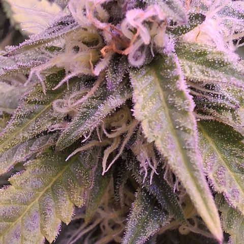 Blueberry growlog timeline photo