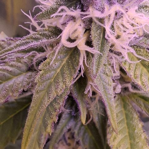 Blueberry growlog timeline photo