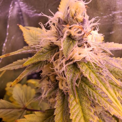 Blueberry growlog timeline photo