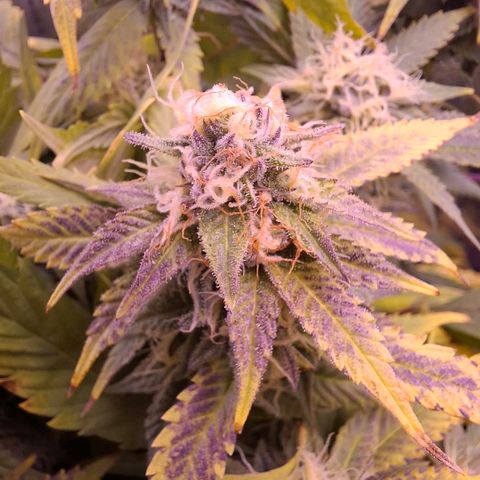 Blueberry growlog timeline photo
