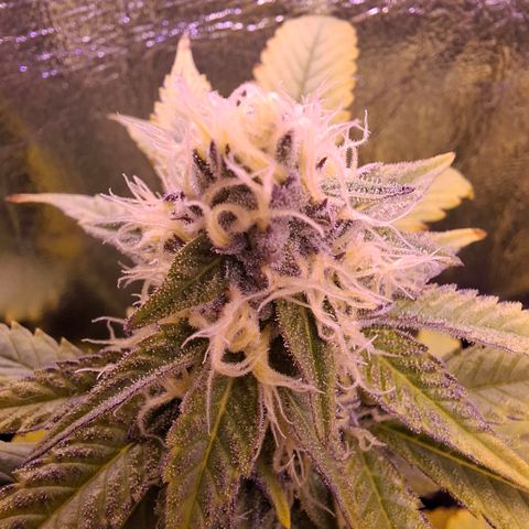 Blueberry growlog timeline photo