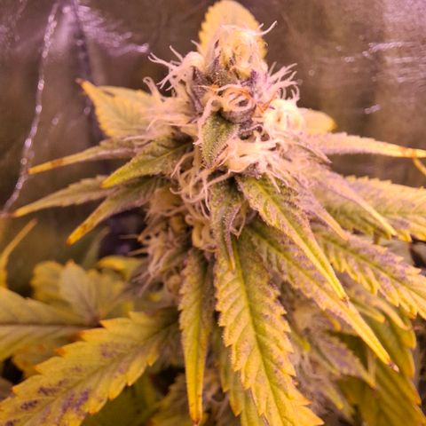 Blueberry growlog timeline photo