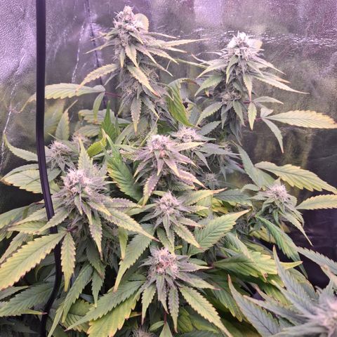 Blueberry growlog timeline photo