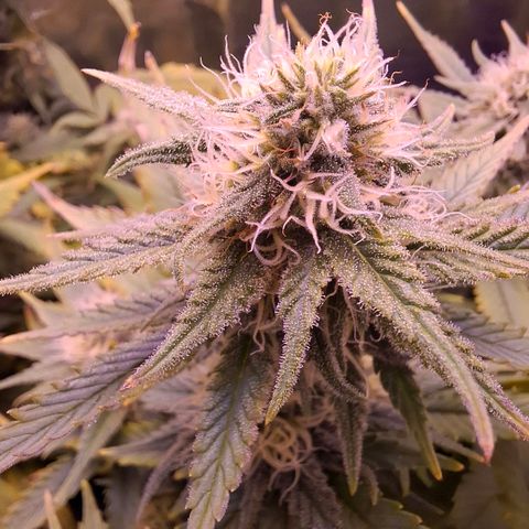 Gelato 45 growlog timeline photo